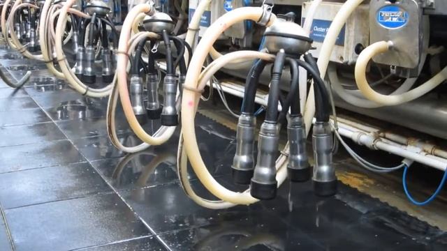 Система дезинфекции доильного аппарата после каждой коровы «Трубочист» | Agrotorg смотреть онлайн