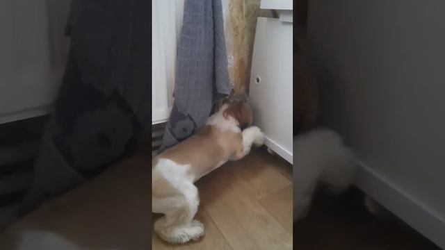Любимая игра в "Кошки-мышки"😼🙈 #шитцу #щенокшитцу #смешныеживотные #собака # #моменты #котики смотреть онлайн