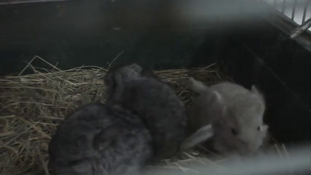 Наши детёныши шиншиллы подросли! смотреть онлайн