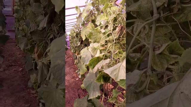 Прощание с огурцами. Теплица без отопления. смотреть онлайн