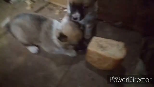 Бедные ЩЕНКИ ?? 2 Часть доброе сердце смотреть онлайн