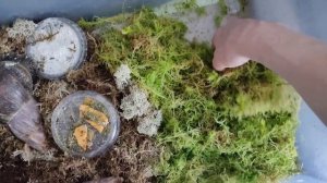 Что делать с кладкой.#ахатины #улитки #ахатинскаяулитка