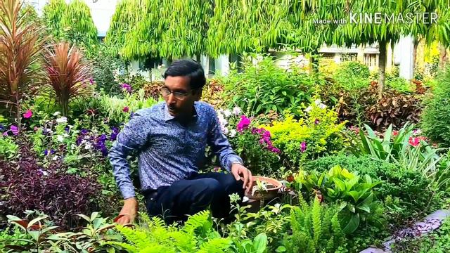 Garmio Ke Petunia Aise Grow Kare ( Hindi / Urdu )