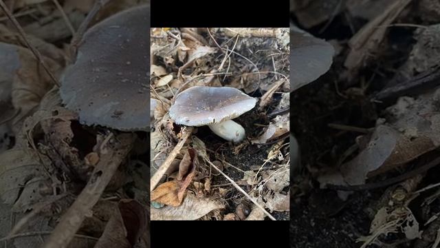 Сыроежка очень вкусный гриб и лёгкий в приготовлении ☝️? смотреть онлайн