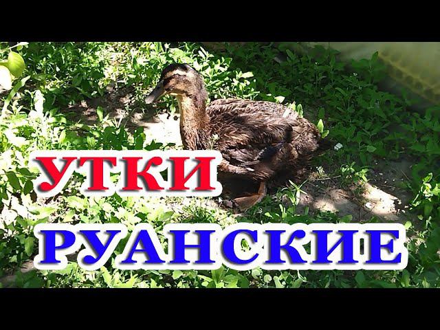 Мускусные и руанские утята, гуси линда. Выводы утят смотреть онлайн