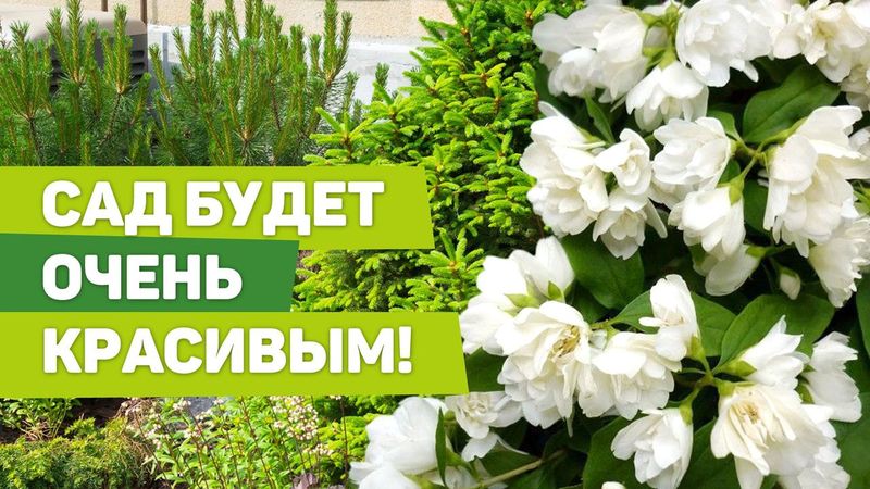 ДЕКОРАТИВНЫЕ КУЛЬТУРЫ ВЕСНОЙ. Хвойные, цветущие кустарники, газон.mp4 смотреть онлайн