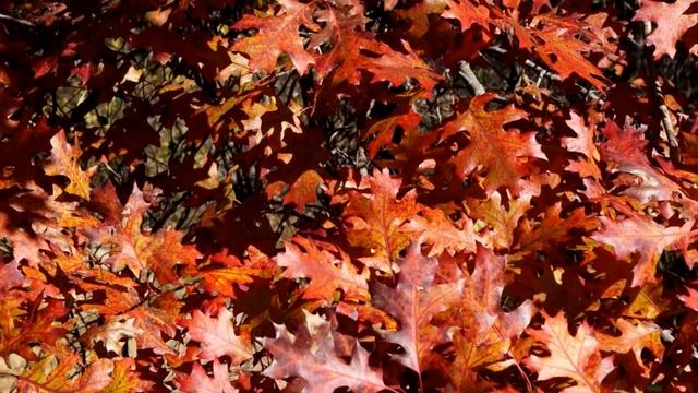 Red and Yellow Autumn Oak Leaves _ FREE NATURE STOCK FOOTAGE смотреть онлайн