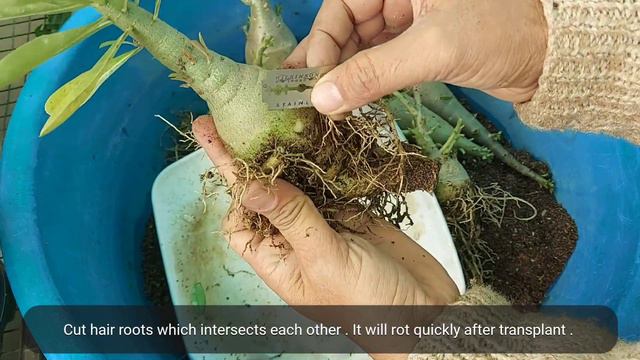 VLOG 143 After receiving bare rooted adeniun #onlineplantslucknow #arabicum #adenium #thaisocco смотреть онлайн