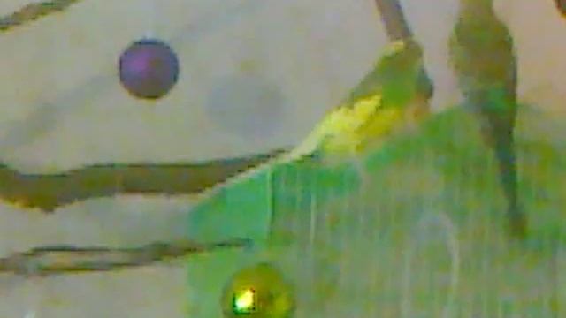 волнистые и неразлучники 2016