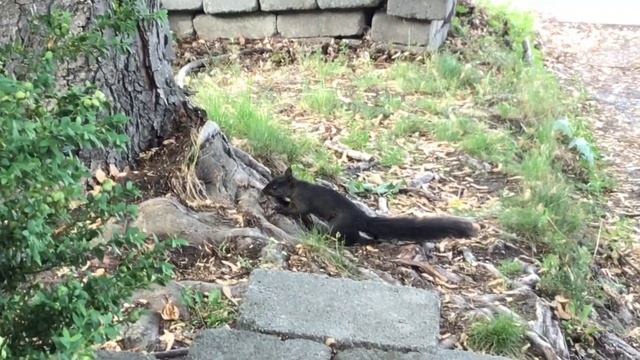 Perfect Pink Peonies Plus One Cheeky Squirrel смотреть онлайн