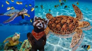 Морская черепаха. Детям о морских животных.