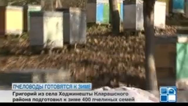 Пасечники готовят пчелиные семьи к зимовке смотреть онлайн