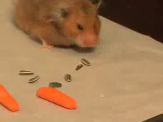 Супер хомяк смотреть онлайн