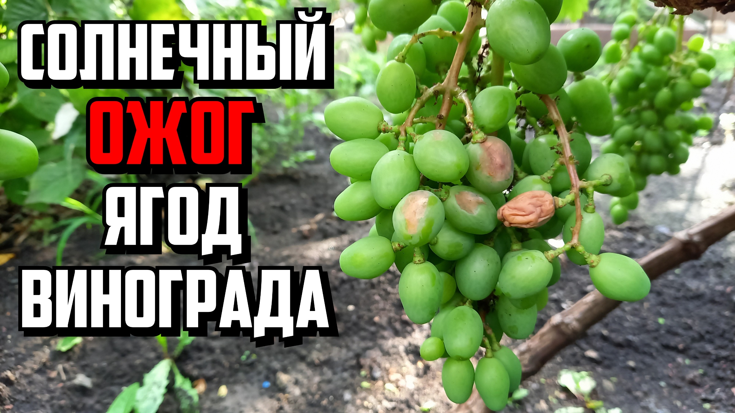СОЛНЕЧНЫЙ ОЖОГ винограда. Как защитить ягоды? смотреть онлайн