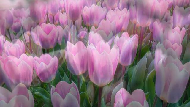 Magical Light And Dreamy Tulips