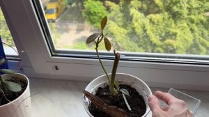 Тера заболела . Кира филонит школу. Упадок сил. Спасаю кисточку. Нашествие мух.