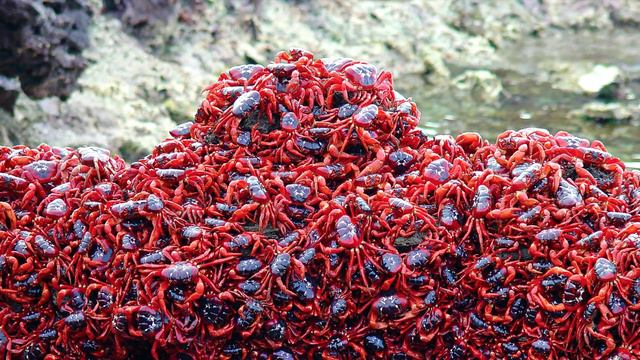 Полководцы Дренора смотреть онлайн