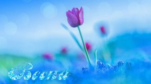 Футаж. Весна 34