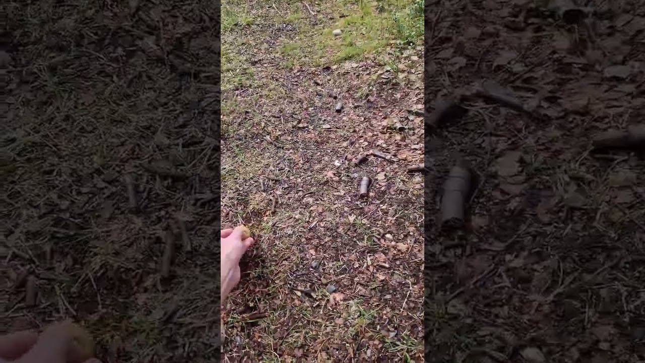 ▷Белочка виляет хвостиком◁ смотреть онлайн