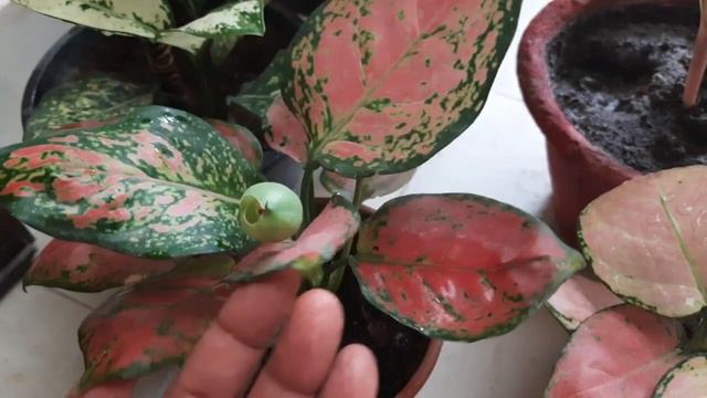 Aglaonema Plant Care Full Information /How to grow and care @Anita's Galaxy #chineseevergreen смотреть онлайн