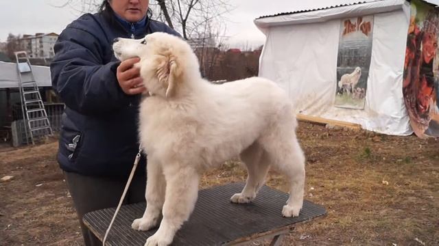 ЯКОГОР ШУАЗЕ Пиренейская горная собака смотреть онлайн