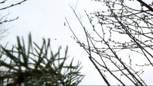 Охота на гуся / Испытание Гусиного Махокрыла - реакция гусей