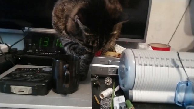 КОТ ФОКУСНИК ПЬЁТ ВОДУ ЛАПКАМИ!FOCUSER CAT DRINKS WATER WITH PAWS!