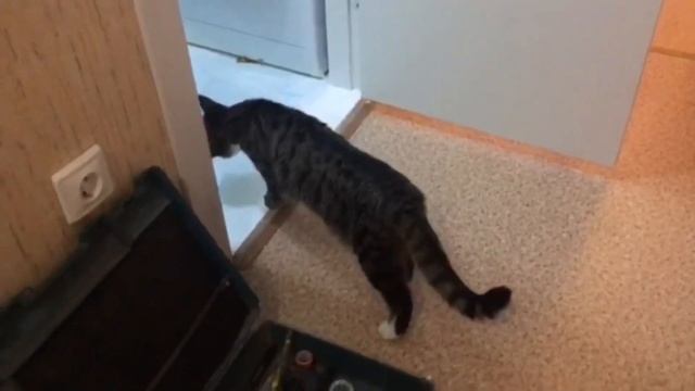 Затопила бы соседей… масяня надзиратель. Разорилась