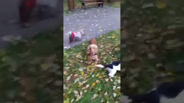 Английский кокер-спаниель. Первые прогулки смотреть онлайн