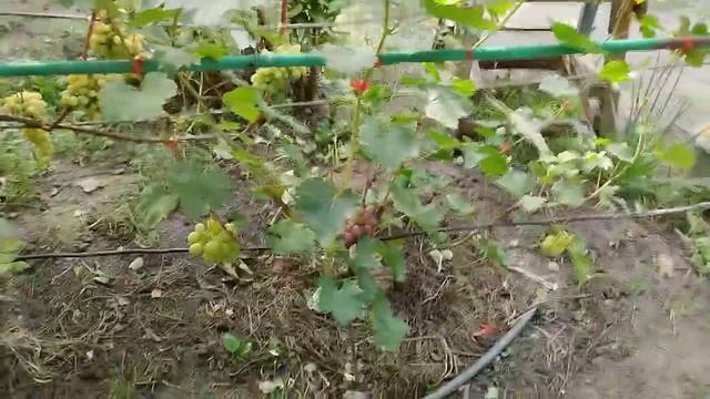 Эльдорадо окрашивается, обзор зимостойких форм, и не только! смотреть онлайн