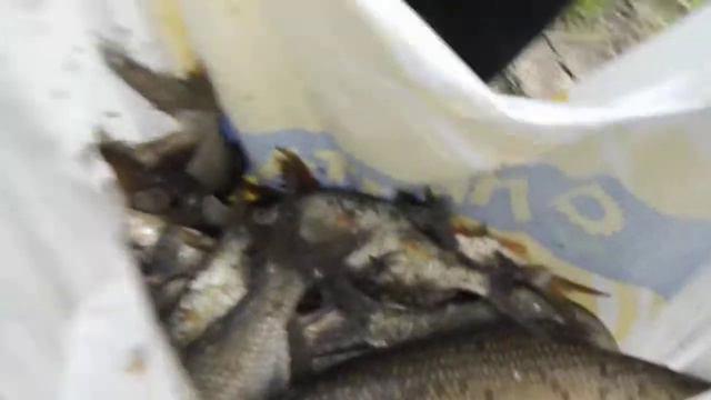 река Тура Тюмень смотреть онлайн