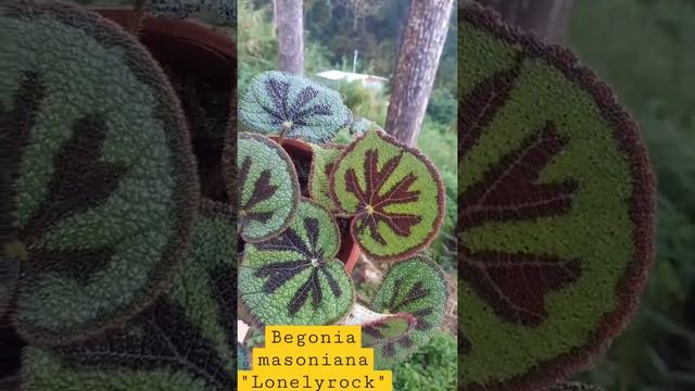 TRENDING PLANTS#Begonia Masoniana "Lonely Rock" #begoniacolectin #begoniaplant #houseplants#shorts смотреть онлайн