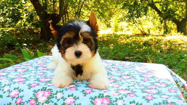 dev2 смотреть онлайн