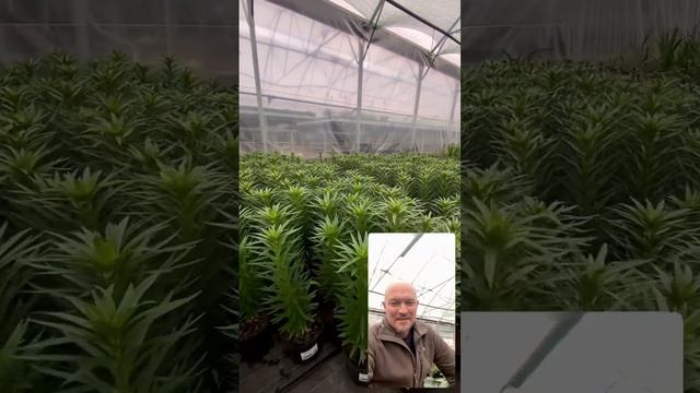 Шикарные горшечные лилии в #питомник #тимирязевский смотреть онлайн