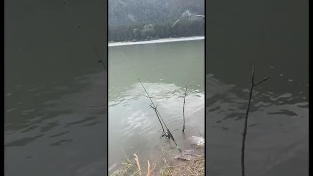 Папа поймал рыбу #short #папа #окунь #дети #рыбалка смотреть онлайн