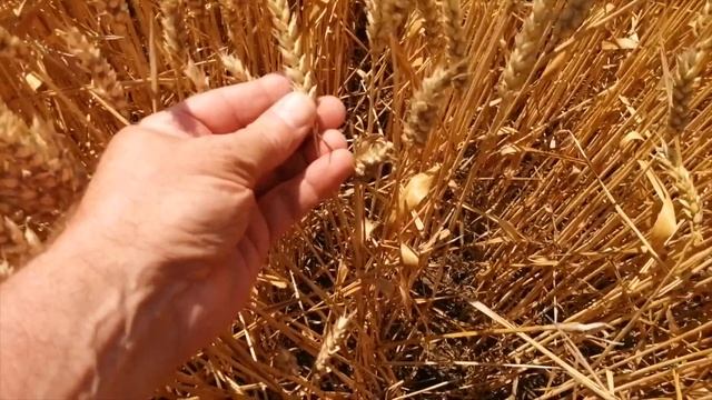 Семена Пшеницы Атлон для тех, кто нацелен на высокий результат. Часть 1. смотреть онлайн