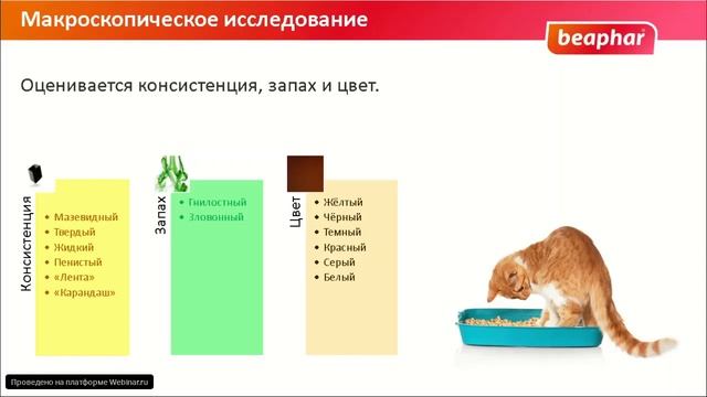 Анализ кала собак и кошек смотреть онлайн