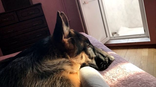 Хозяйка не знала, почему её овчарка облизывает ей лицо . Когда узнала, обняла собаку и разрыдалась. смотреть онлайн