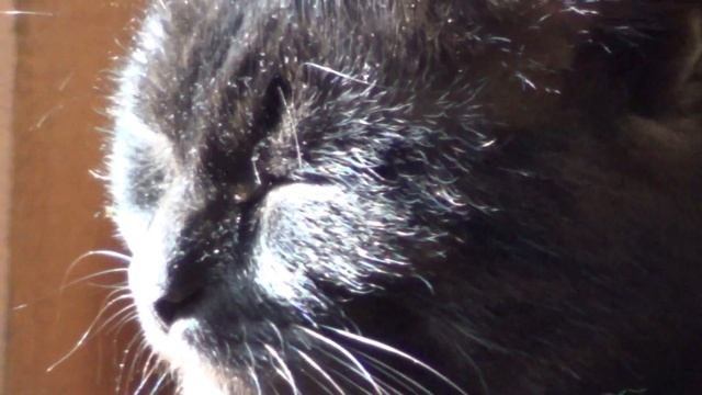 Котя пример для человека! Медитация. смотреть онлайн