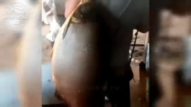 #030 ПРИКОЛЫ НА РЫБАЛКЕ 2021 - Свежая подборка улетного видео смотреть онлайн