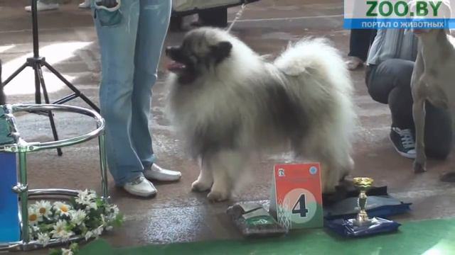 Зорка Беларуси! 1-й день выставки. смотреть онлайн