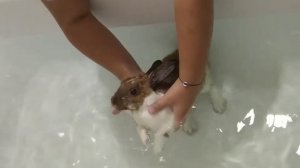 Глобальное купание кролика! Как купать кролика? Как научить его плавать?