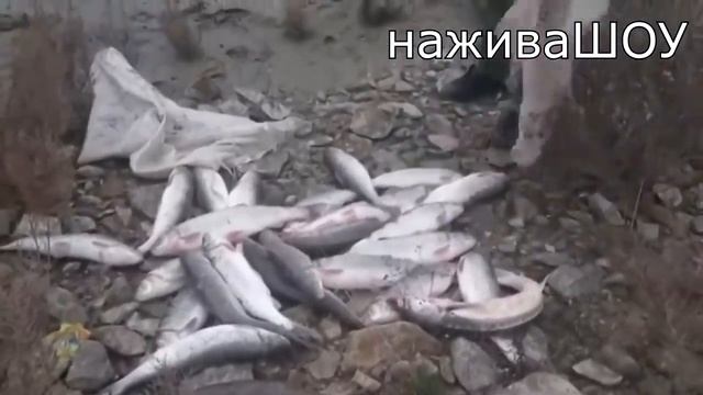 Жесткие зрелищные погони за браконьерами и катерами на воде и их задержания смотреть онлайн