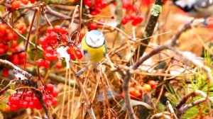 Лазоревка - Parus caeruleus лазоревка как выглядит? птица певчая