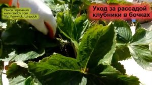 Уход за рассадой клубники в бочках