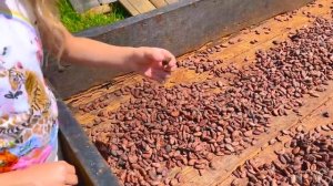 Настя с папой посетили фабрику какао, и узнали как делают шоколад.