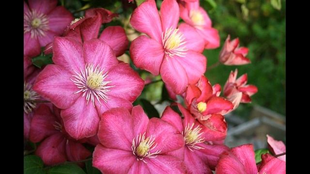 О,ДУХ СВЯТОЙ! ВОДА ЖИВАЯ! Христианские стихи о Духе Святом, ХВЕ, Пророческое Слово смотреть онлайн