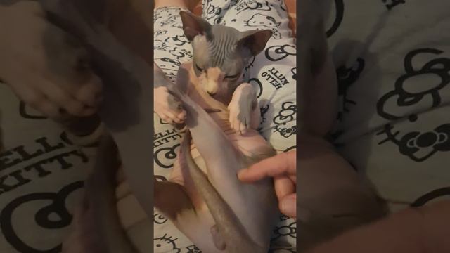 Sphynx boy 5 months old смотреть онлайн