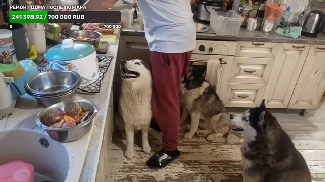 кормим голодных хаски мясом с овощами смотреть онлайн