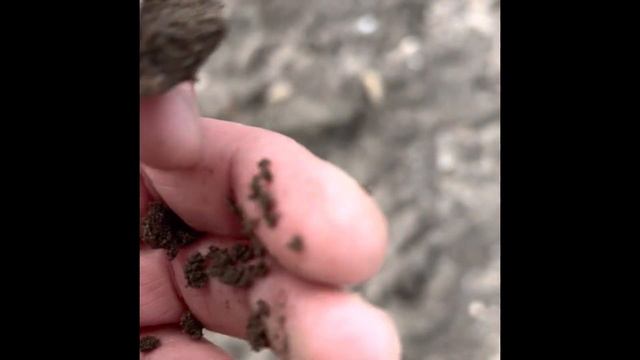 Field Testing the new Minelab X-Terra Pro смотреть онлайн